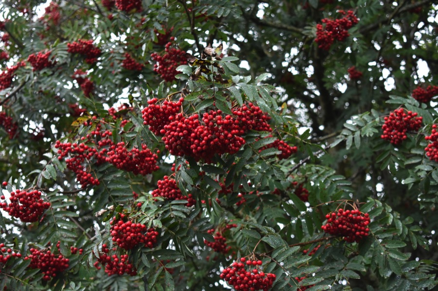 Rowan berries